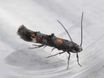 Mompha raschkiella 